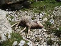 Youri - Ecrins 2005 272